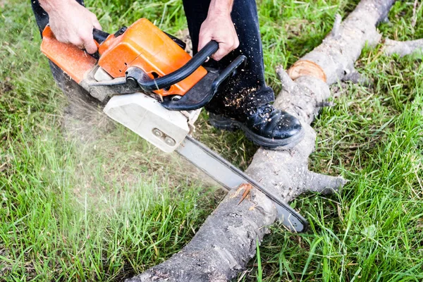 5 Signs It’s Time to Remove a Tree from Your Property