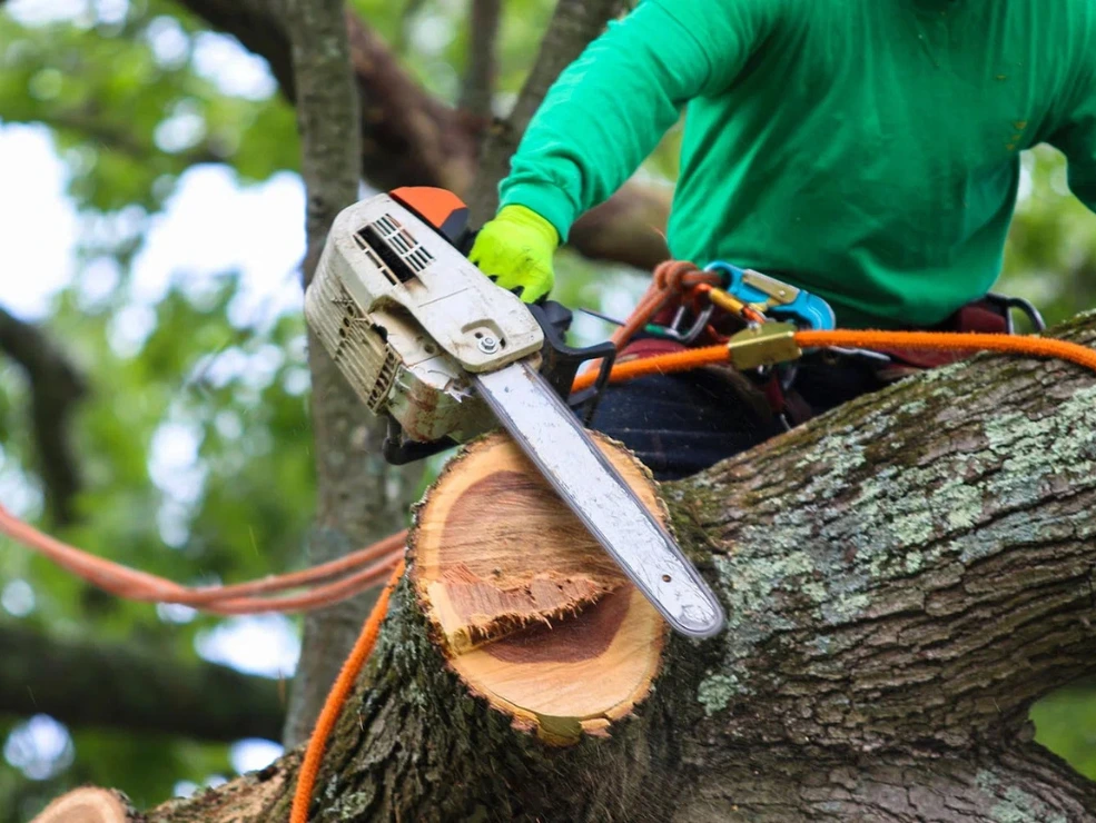 Tree Cutting Safety: What NYC Homeowners Should Never Attempt on Their Own