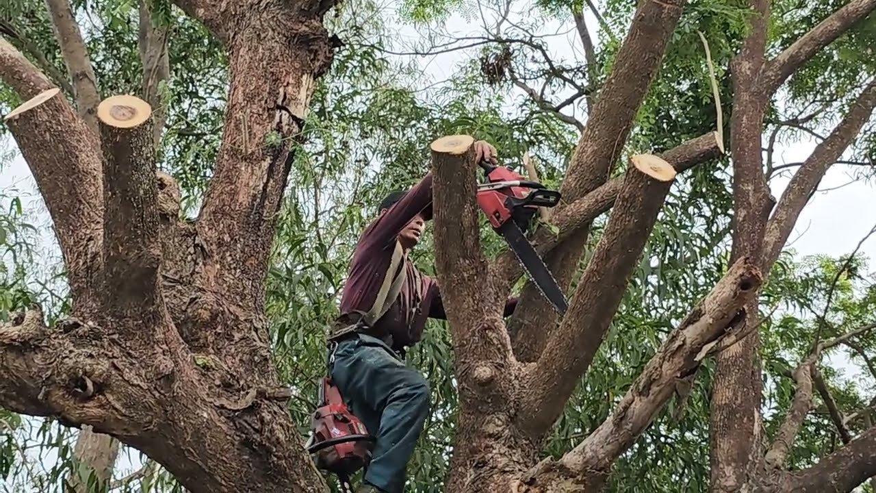 Do You Need a Permit to Cut or Remove a Tree in NYC? 2026 Complete Guide