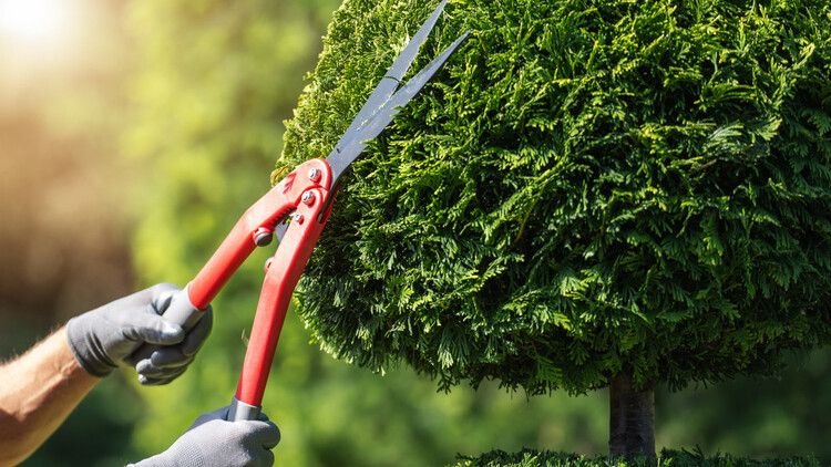 Regular Tree Cutting