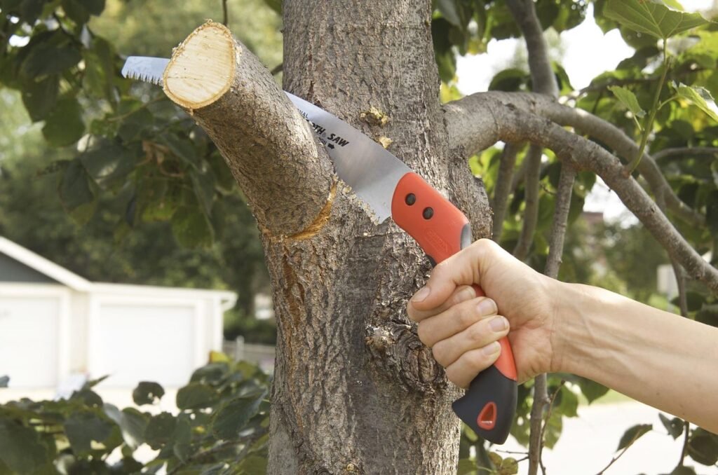 Remove Hazardous Branches