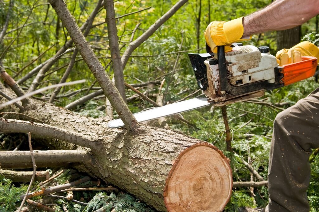 Tree Cutting Is Important