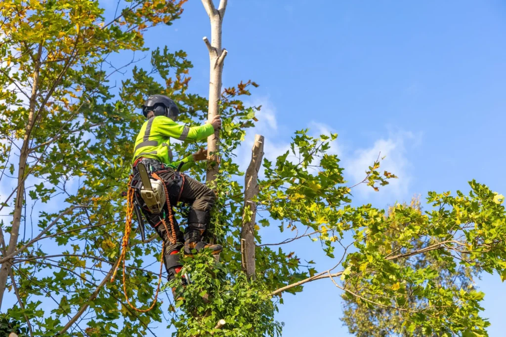 Professional Tree Cutting