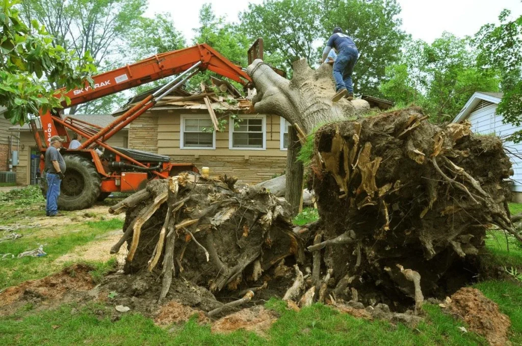 Regular Tree Cutting 