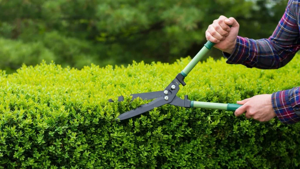 Remove Hazardous Branches