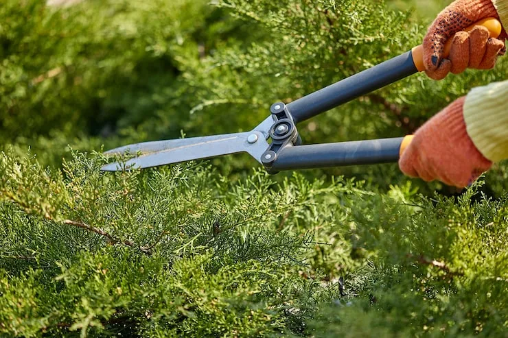 The Benefits of Professional Tree Cutting for Commercial Properties