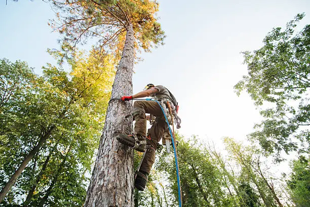 Tree Needs Professional Cutting
