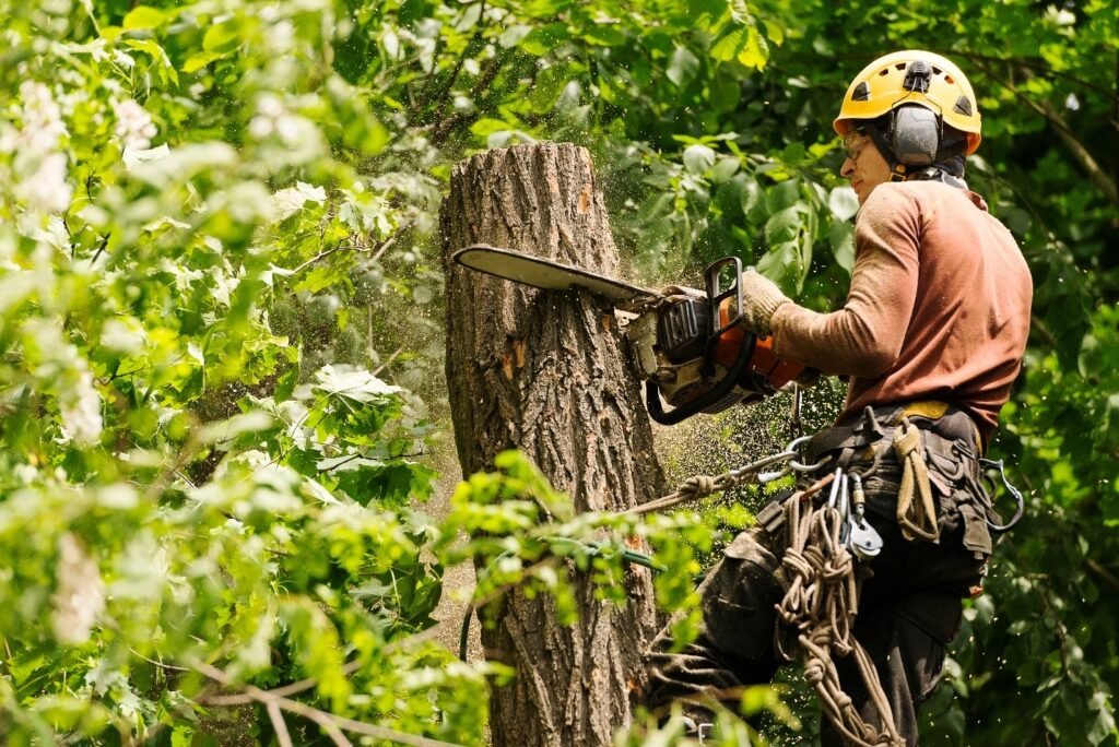 Tree Cutting Is Important