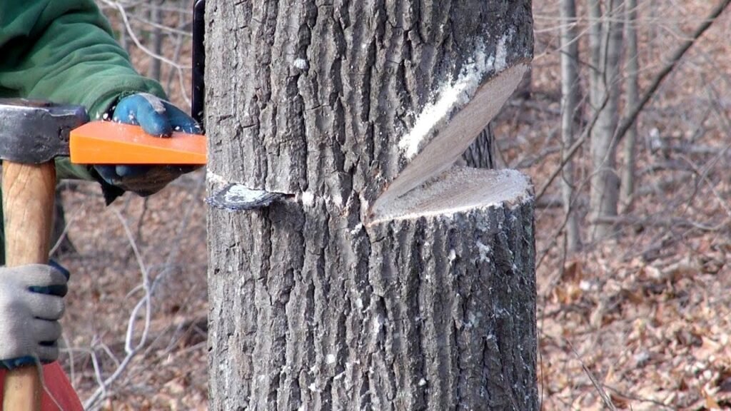 Regular Tree Cutting