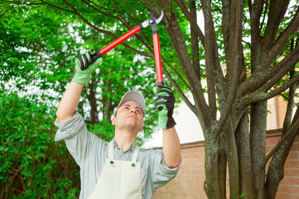 Professional Tree Cutting